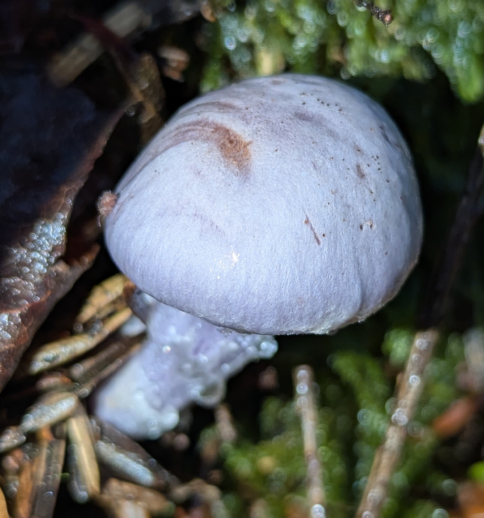 Cortinarius putorius · November 2025 · photo: © benkeen (iNaturalist, cc0)