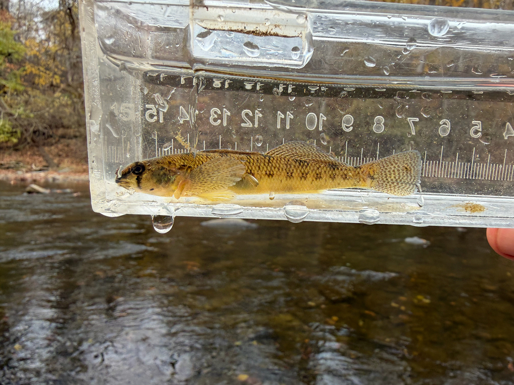Tessellated Darter
