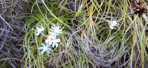 Alania cunninghamii (Alania cunninghamii)