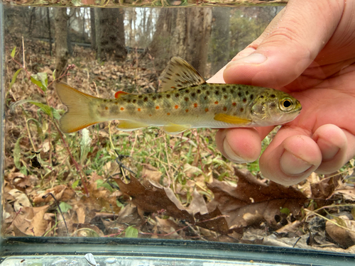 Brown Trout