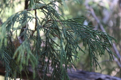Juniperus flaccida