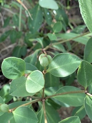 Euphorbia transvaalensis