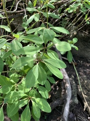 Euphorbia transvaalensis