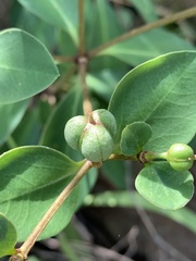 Euphorbia transvaalensis