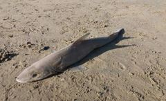 Mustelus mustelus