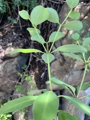 Euphorbia transvaalensis