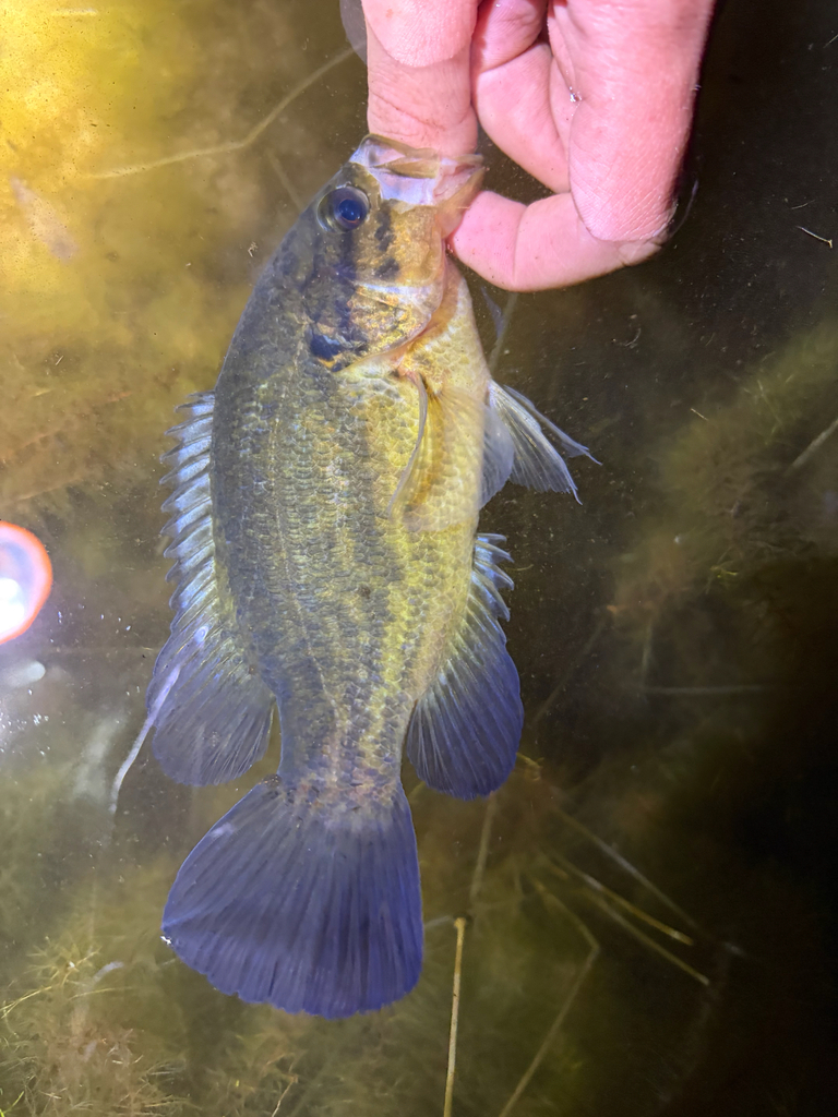 Mud Sunfish