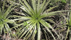 Encholirium spectabile