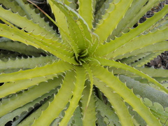 Encholirium spectabile