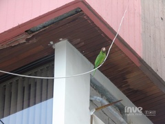 Psittacara erythrogenys