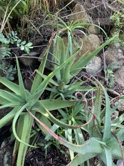 Aloe spicata