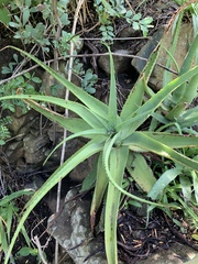 Aloe spicata
