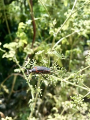Desmocerus californicus