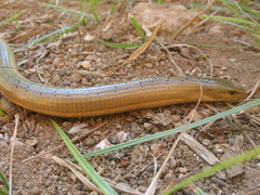 Koelliker's Glass Lizard photo 3