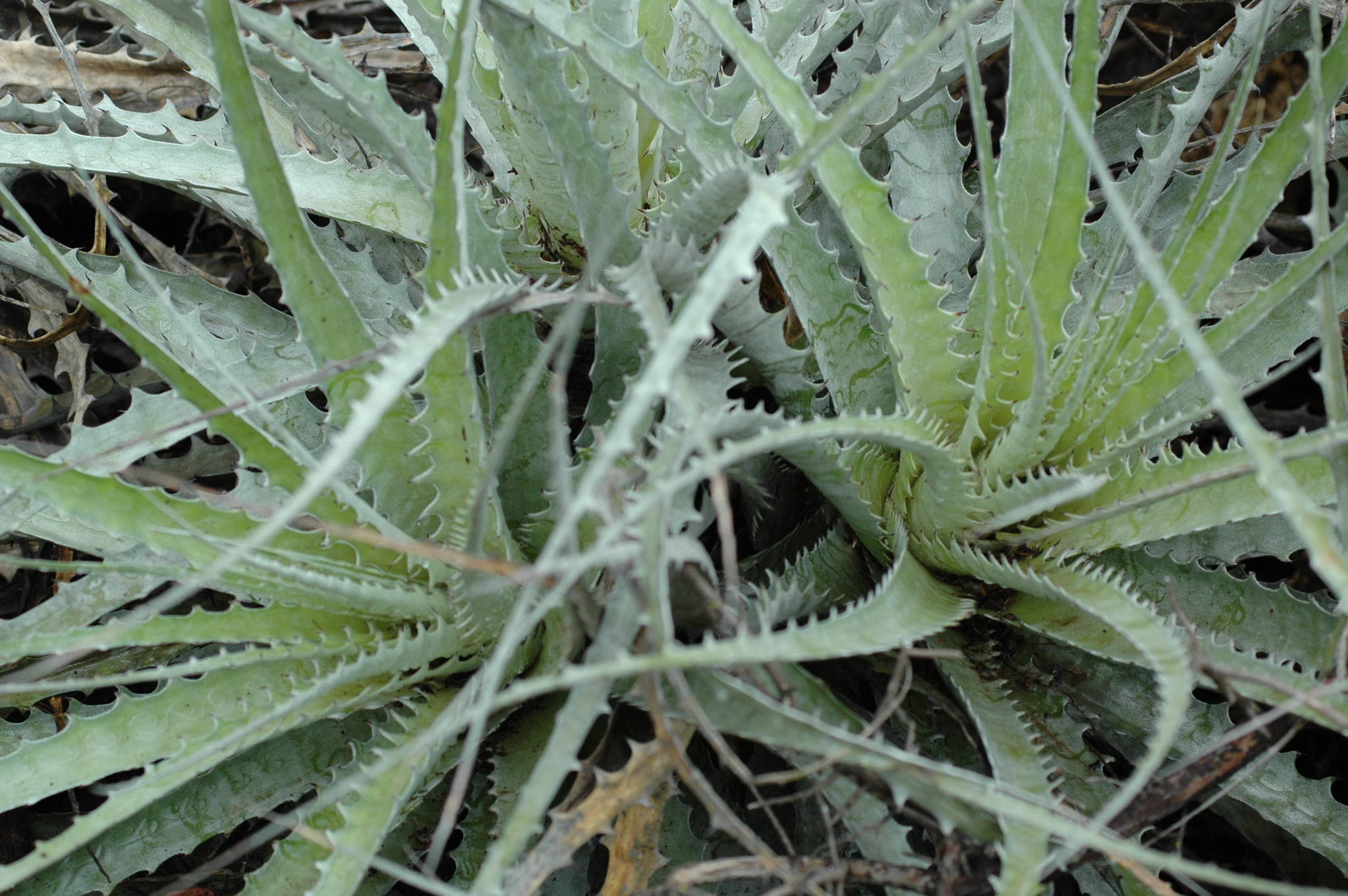 Encholirium spectabile