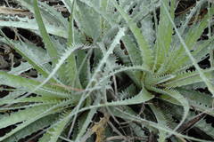 Encholirium spectabile