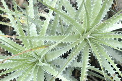 Encholirium spectabile