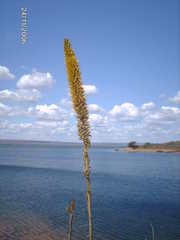 Encholirium spectabile