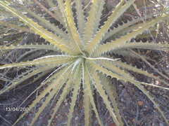 Encholirium spectabile