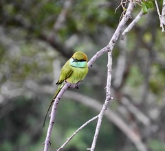 Merops orientalis ceylonicus