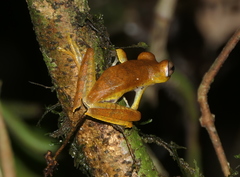 Boana calcarata