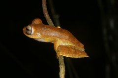 Boana calcarata