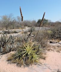 Encholirium spectabile