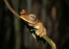 Boana calcarata