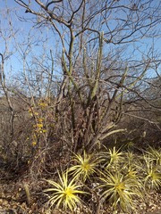 Encholirium spectabile