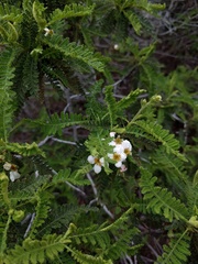 Chamaebatia australis