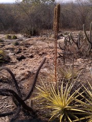 Encholirium spectabile