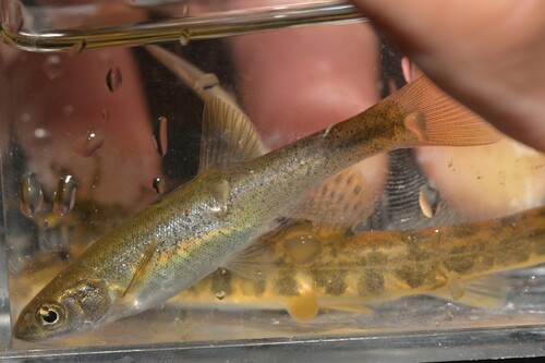 Amur minnow (Rhynchocypris lagowskii) — Cyprinidae — 2