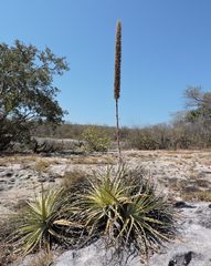 Encholirium spectabile