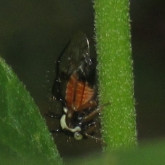 Cyphonia trifida