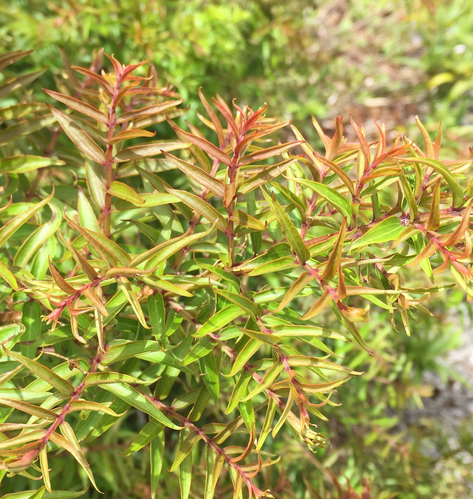 Coriaria pteridoides