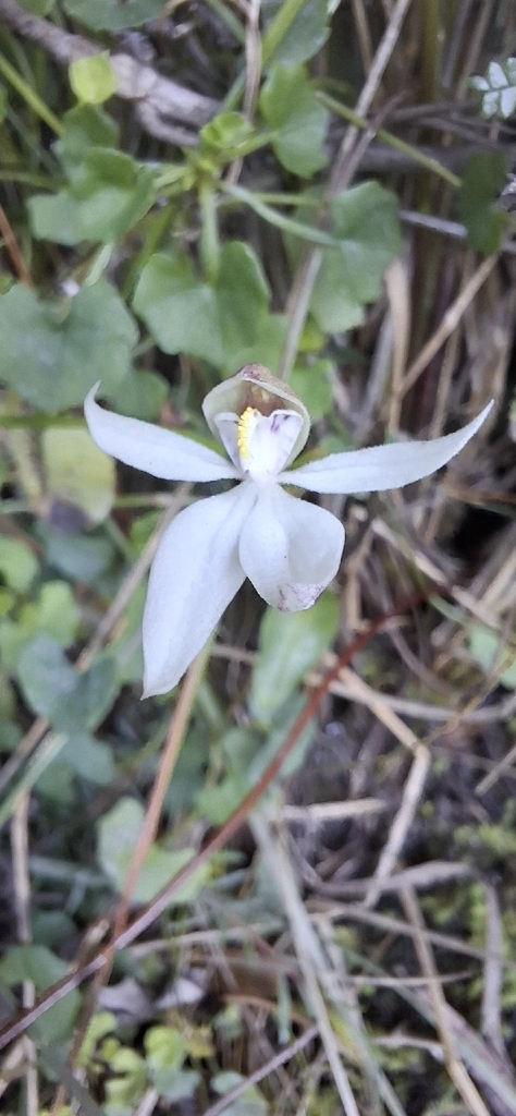 Adenochilus nortonii