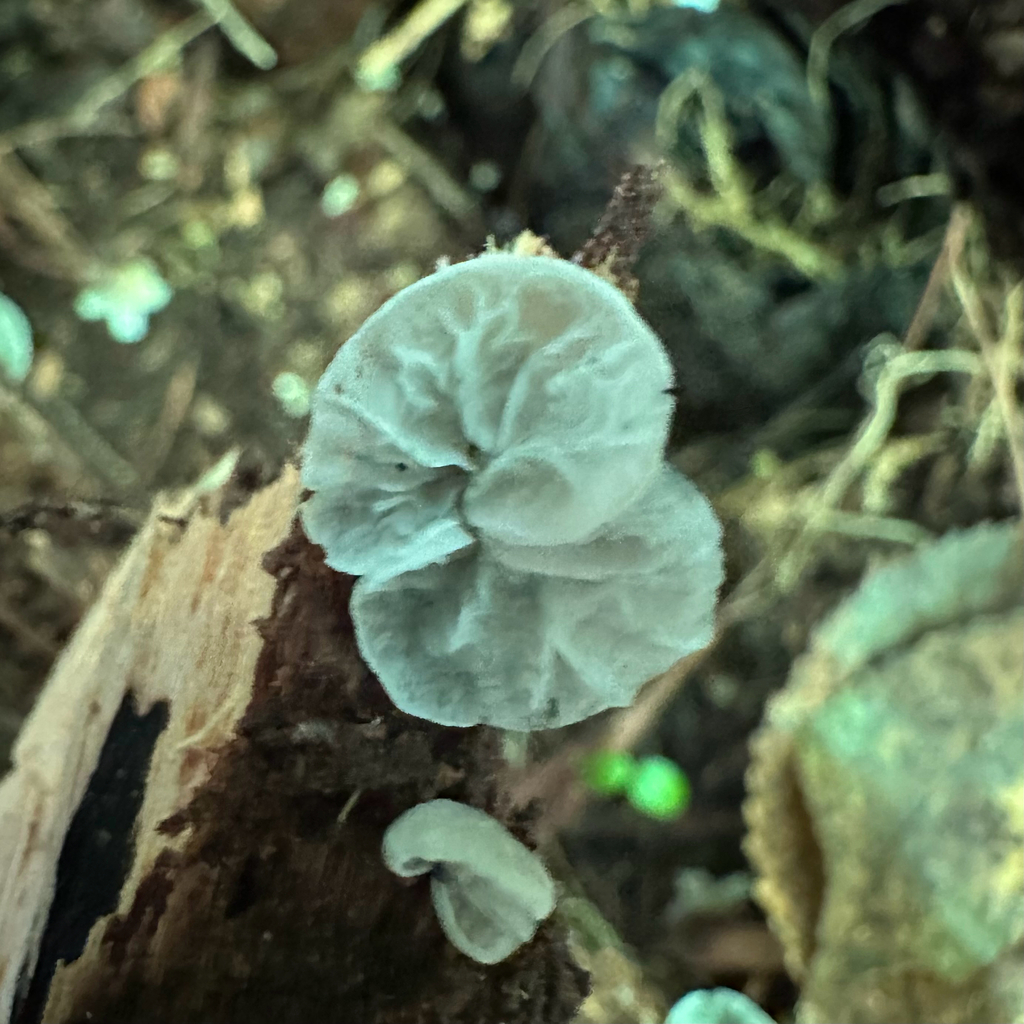 Campanella tristis · November 2025 · photo: © southernwanderer (iNaturalist, cc-by)