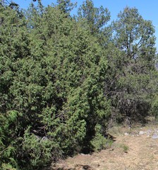 Juniperus flaccida
