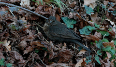 Turdus merula
