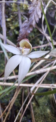 Australian Gnome Orchid (Adenochilus nortonii)