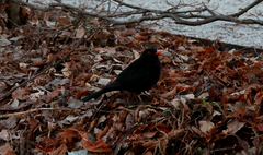 Turdus merula