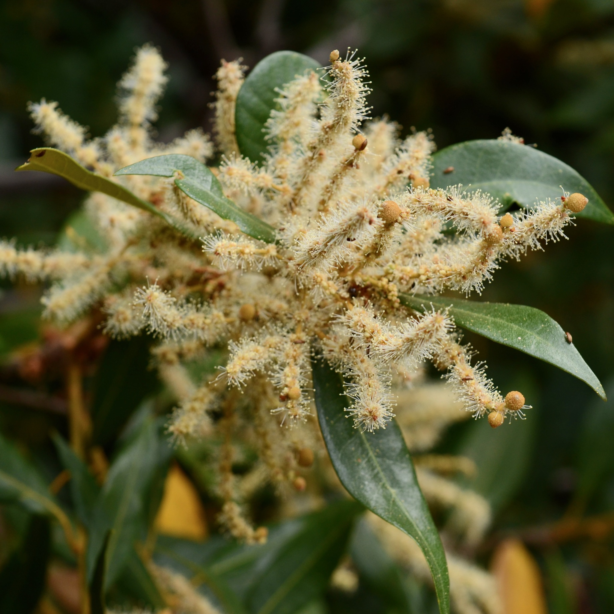 Chrysolepis chrysophylla var. chrysophylla