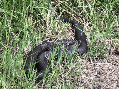 Australian Elapids (inc. Sea Snakes) sighting