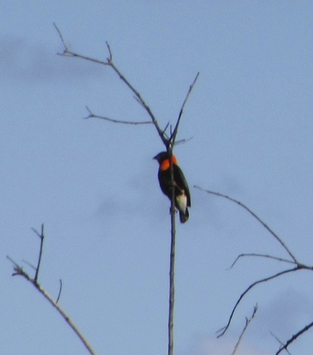 Black Bishop (Euplectes gierowii), photo 10
