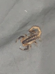 Uroplectes triangulifer