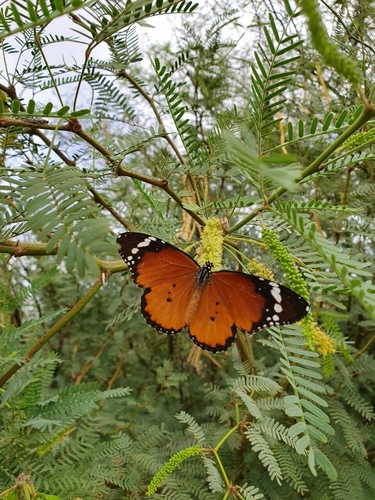 African Plain Tiger
