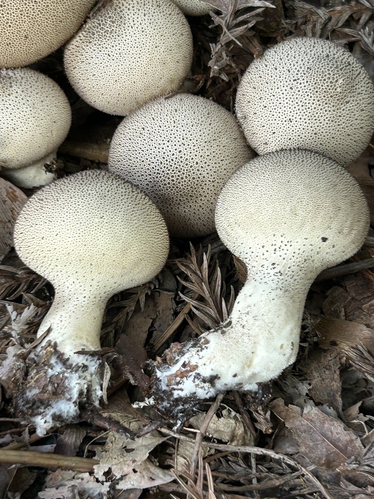 Lycoperdon perlatum · November 2025 · photo: © martin_livezey (iNaturalist, cc-by)