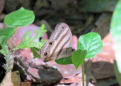 Magneuptychia fugitiva