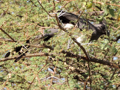 Corythaixoides leucogaster