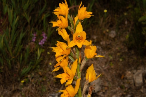 Gavilú Orchid (Chloraea gavilu)